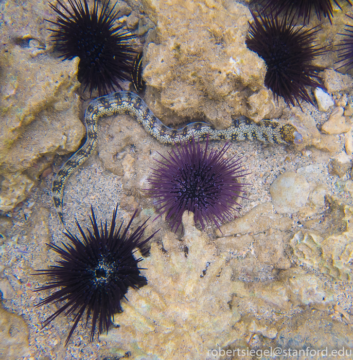 eel, urchins, coral, nudibranch